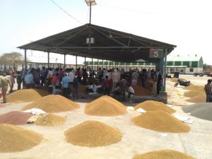 Patharia Krishi Upaj Mandi Samiti
