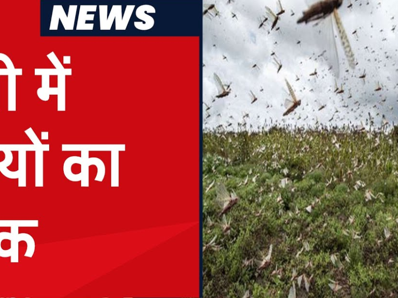 झांसी में दिखी टिड्डियों का दल