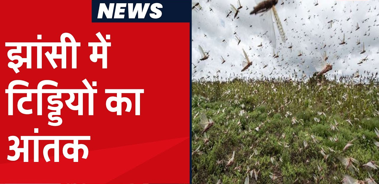 झांसी में दिखी टिड्डियों का दल