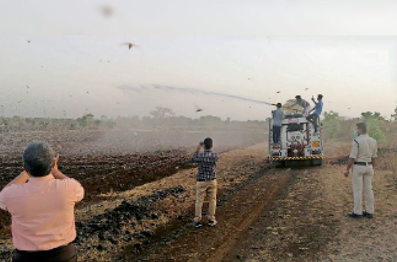 टिड्डी पर स्प्रे-पंपों से छिड़काव