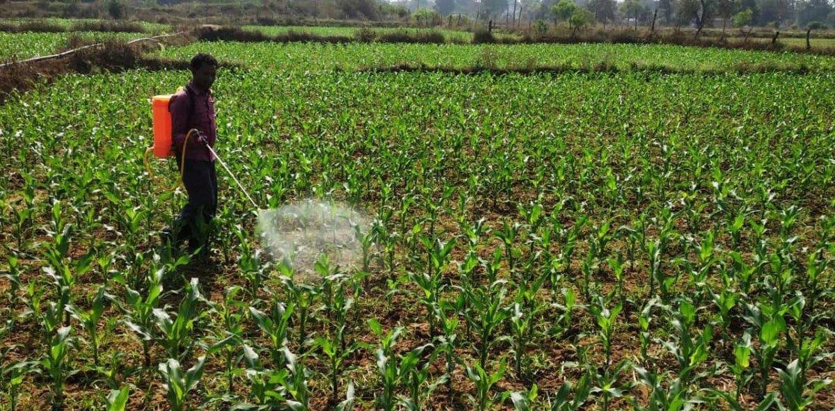 धान के बदले दलहन-तिलहन