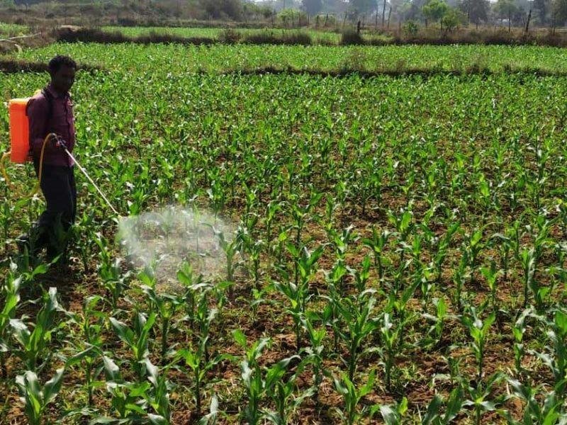 धान के बदले दलहन-तिलहन