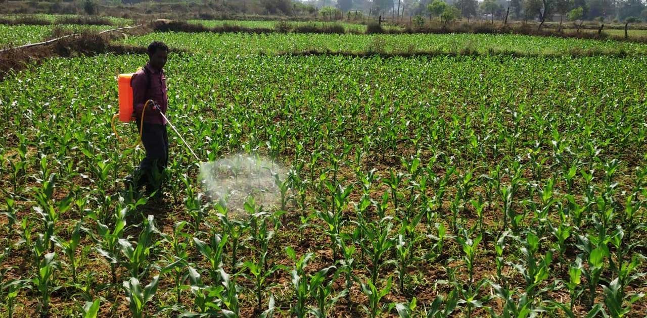 धान के बदले दलहन-तिलहन