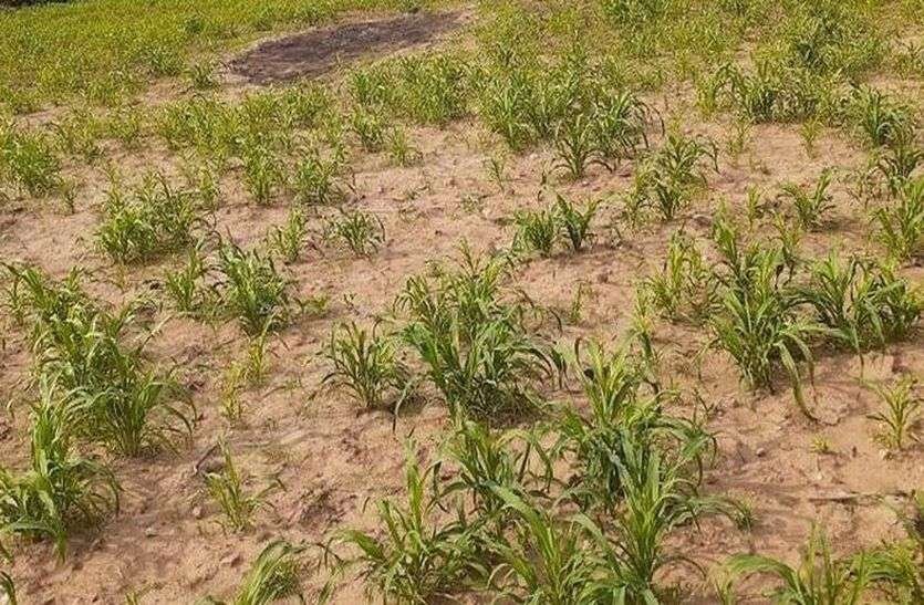 नेपियर ग्रास बढ़ा रहा आय का जरिया