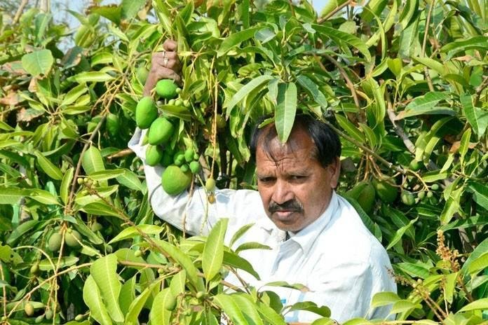 फलों की खेती कर किसानों ने पेश की अनोखी मिशाल