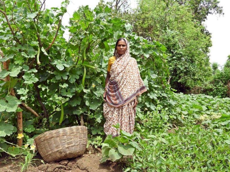 बाड़ी योजना