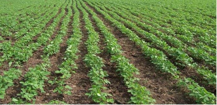 मूंग की खेती