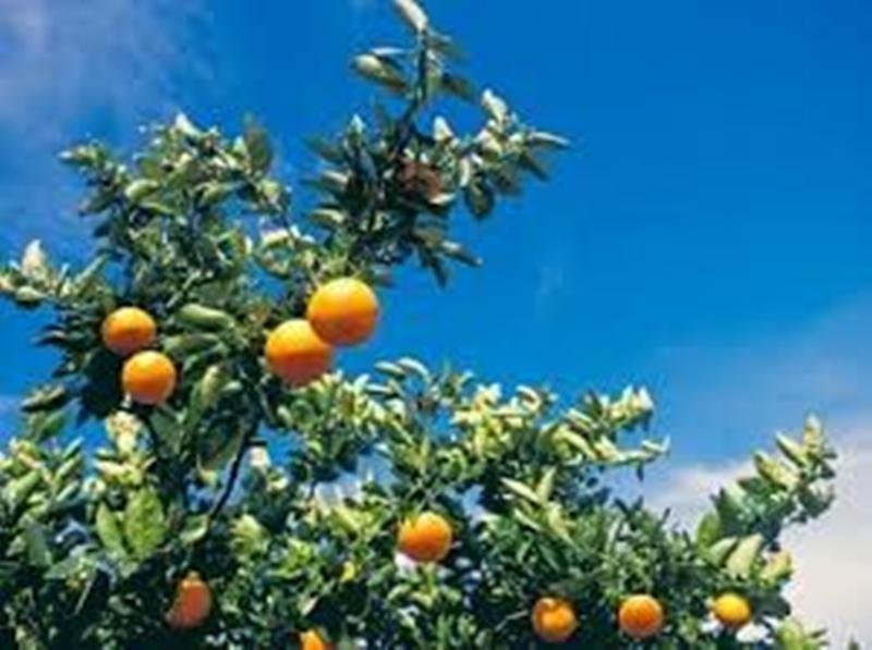 यहां बागवानी के लिए मुफ्त में मिलेंगे पौधे और खाद