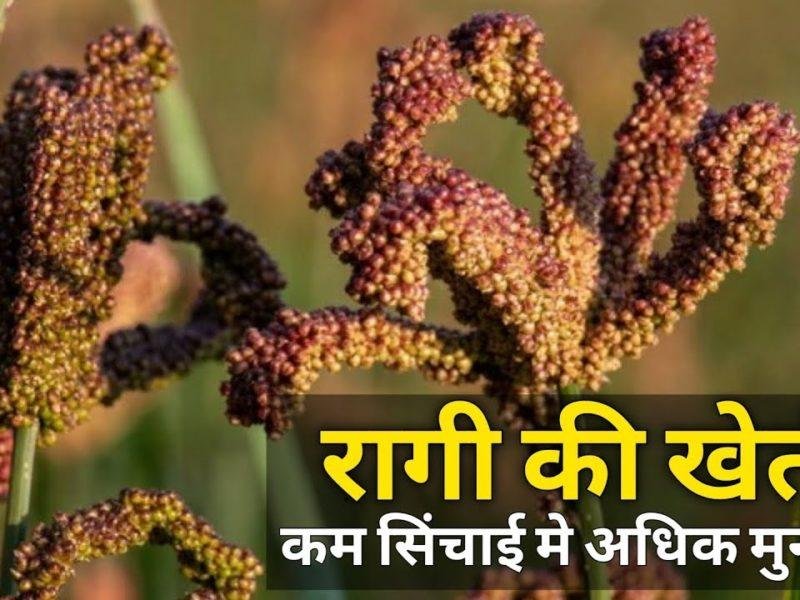 रागी की खेती से खुशहाली की ओर बढ़ रही महिलाएं