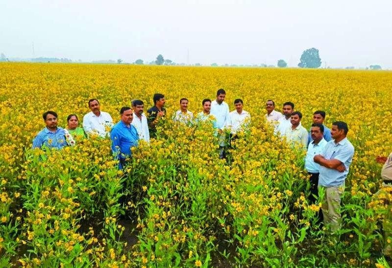 रामतिल की खेती में मुनाफा ही मुनाफा