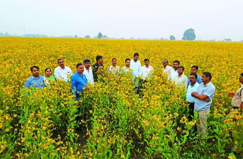 रामतिल की खेती में मुनाफा ही मुनाफा