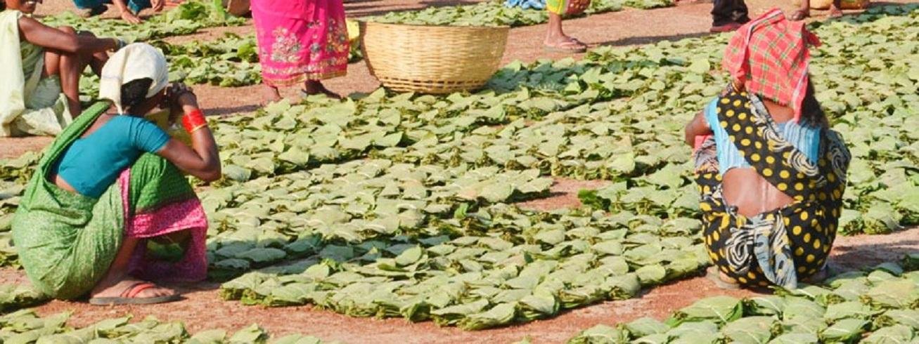 वनवासियों के लिए संजीवनी है तेंदूपत्ता संग्रहण