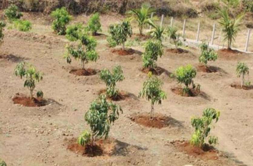 वृक्षारोपण अभियान