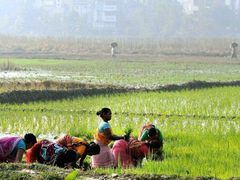 वैश्विक बाजार में आखिर क्यों बढ़ रही रागी की खेती की मांग