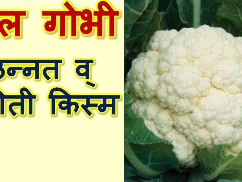 अगेती गोभी की खेती