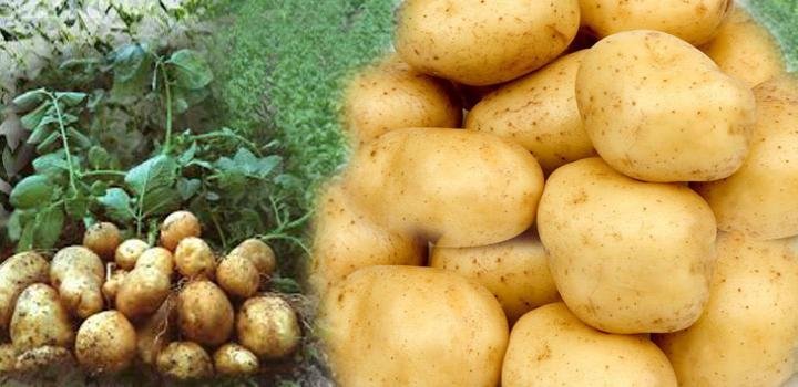 सब्जियों का राजा आलू की खेती कैसे करें
