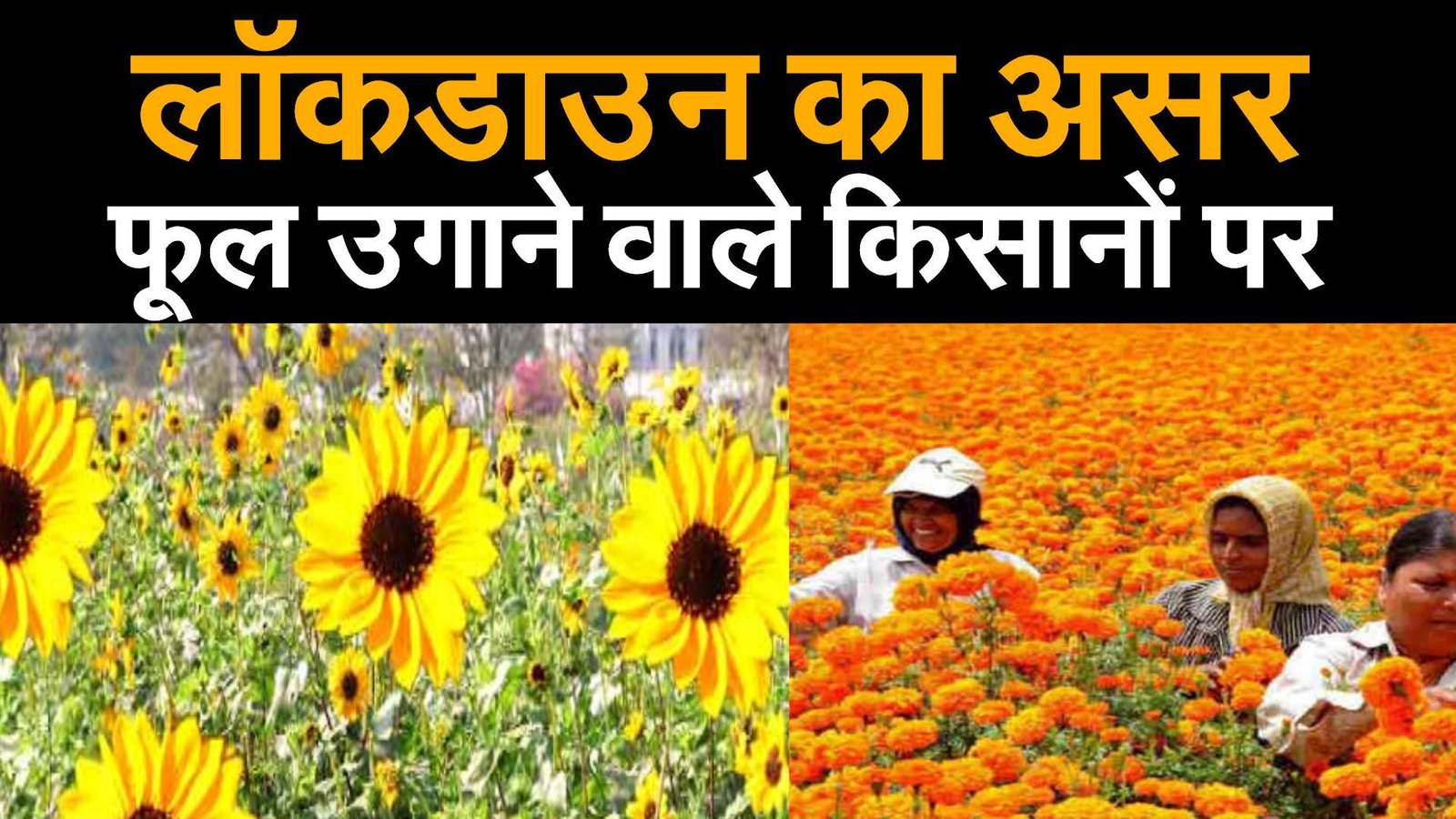 कोरोना काल में संकट में फूल कारोबारी