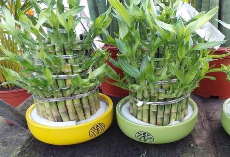 बांस के पौधे