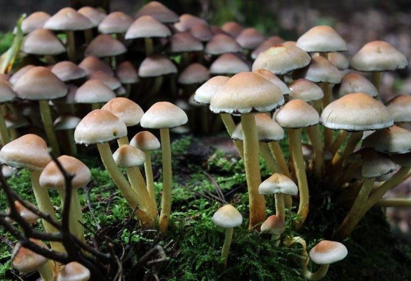 मशरूम की खेती