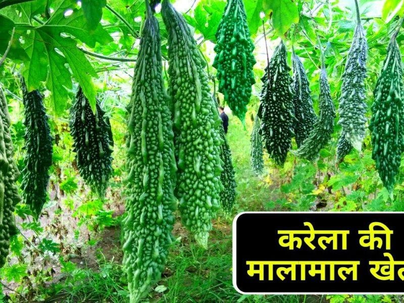 करेला की खेती