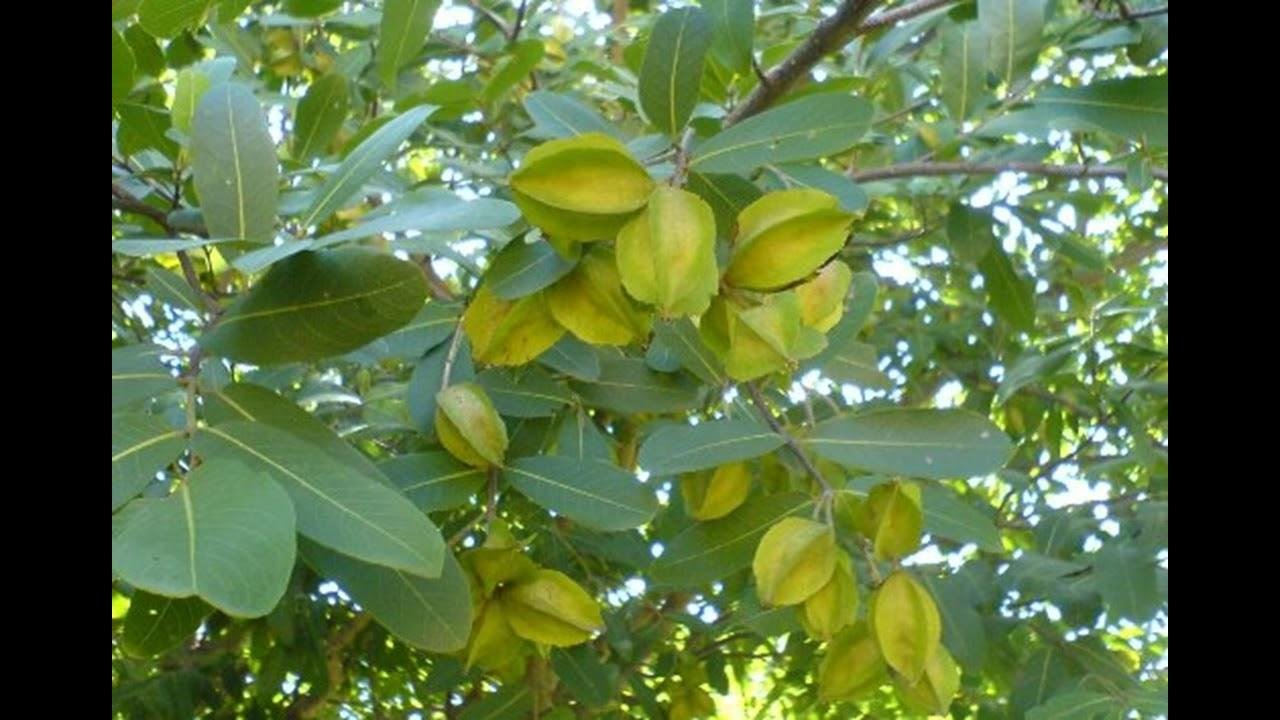 अर्जुन के पेड़