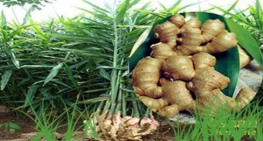 अदरक की खेती