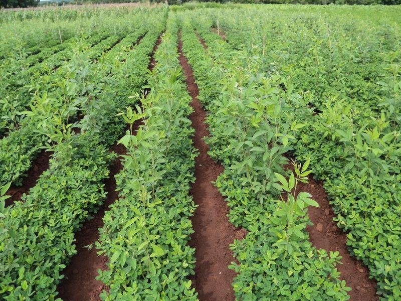 अरहर की खेती