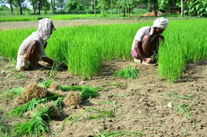 बहुत कम वर्षा वाले क्षेत्रों में ऐसे कर सकते हैं खेती