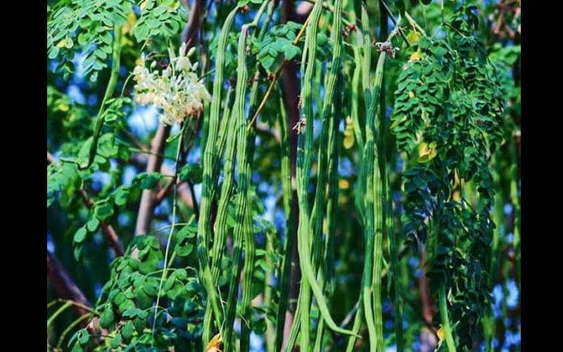 मुनगा के पौधे