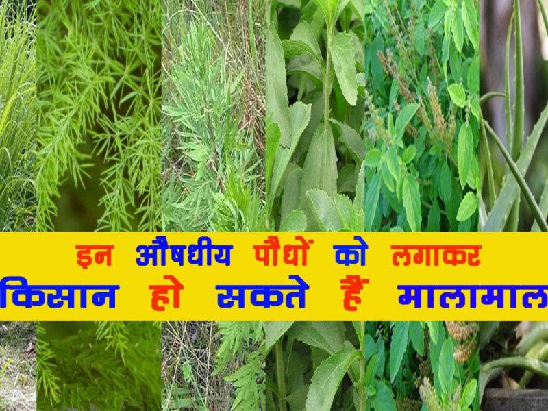 औषधीय खेती की