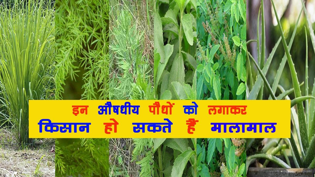 औषधीय खेती की