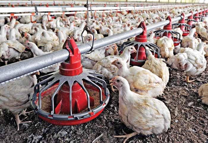 पोल्ट्री फार्म