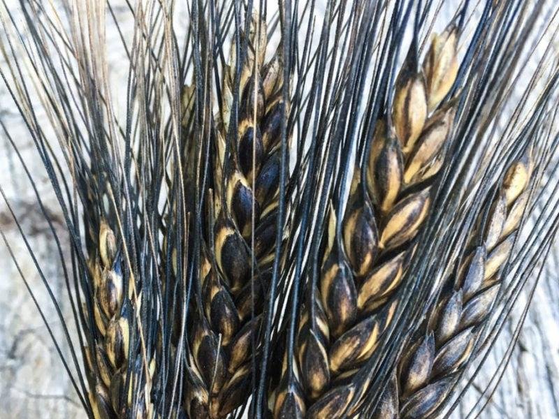 black Wheat
