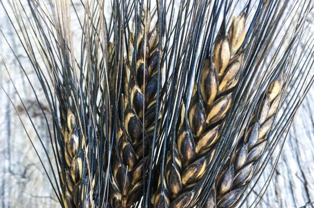 black Wheat
