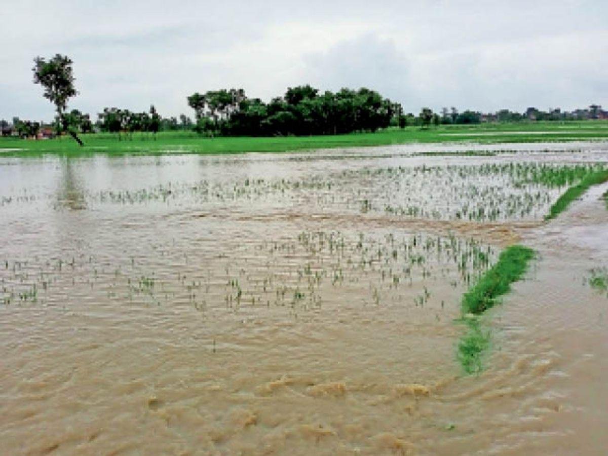 धन की फ़सल