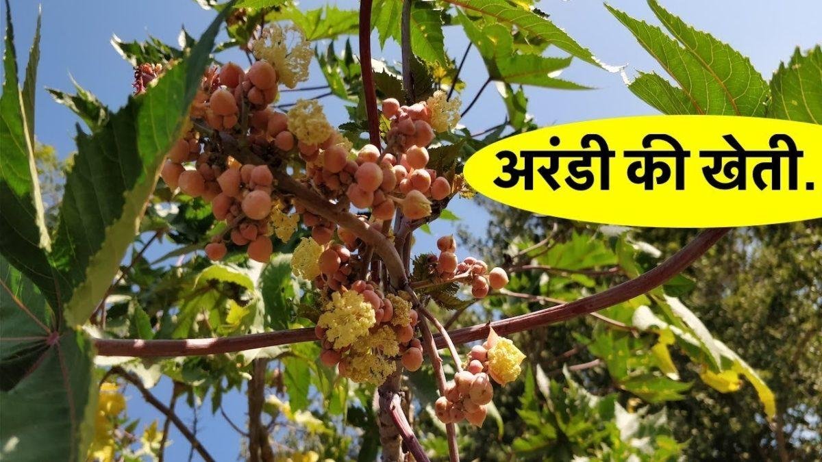 अरण्डी की खेती