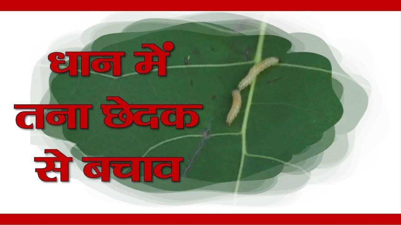 धान में तना छेदक