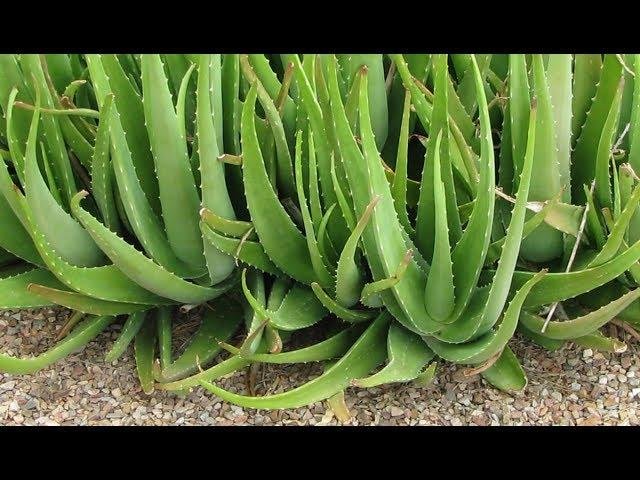 Aloe vera