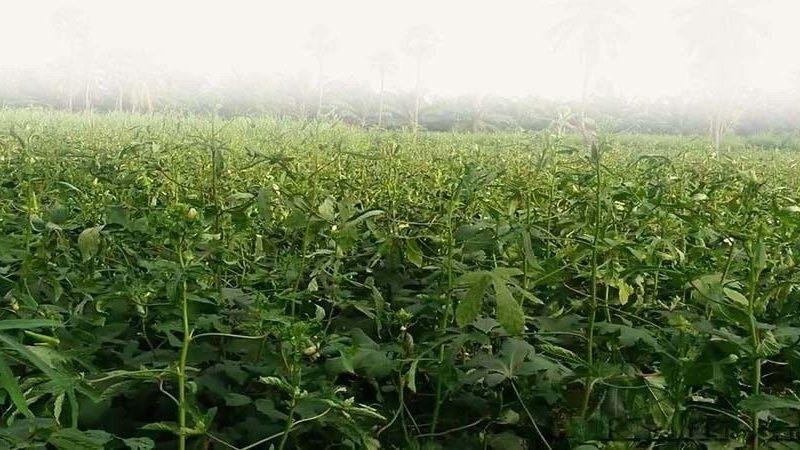 bhindi - भिंडी