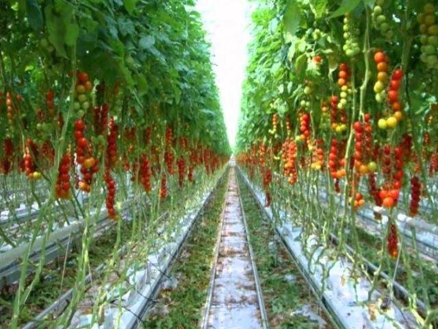 ऐसें करें टमाटर की खेती तो मिलेगा भरपूर मुनाफा