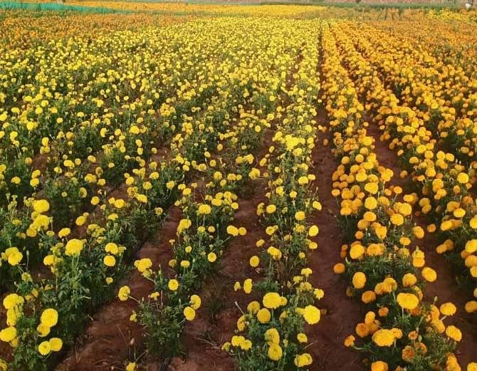 गेंदा फूल को लेकर बढ़ रहा किसानों का उत्साह...