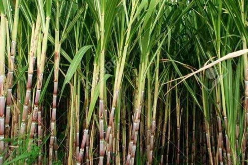 मीठे रस से भरे गन्ने की खेती