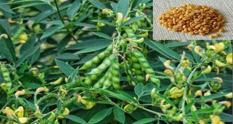 अरहर फसलों के कीट और बचाव के उपाय...