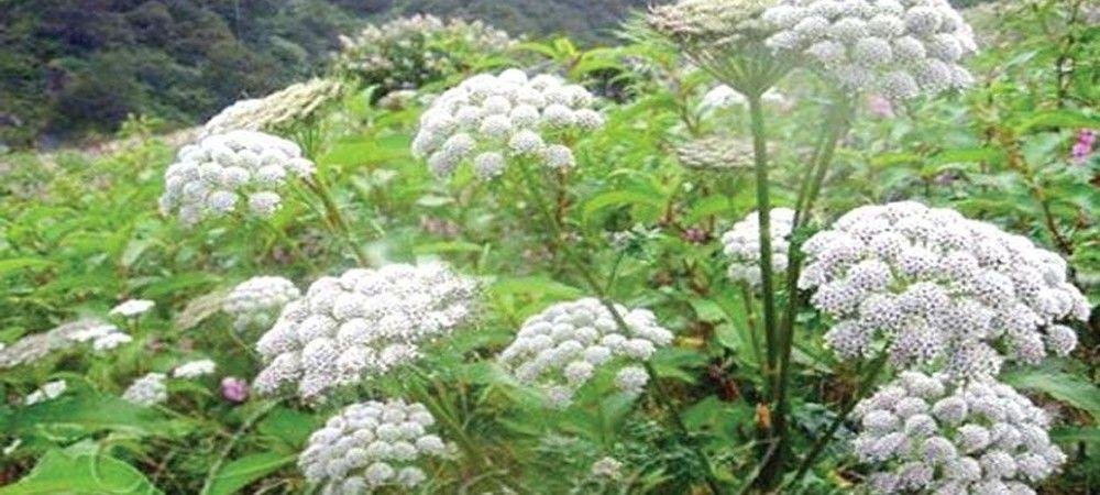 ऐसे करें अजवाइन की खेती