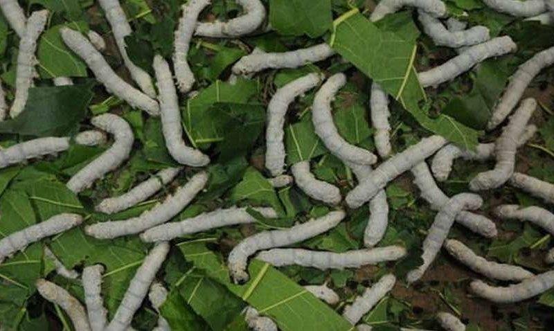 रेशम कीट पालन