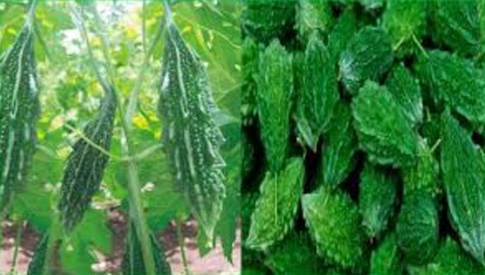 करेला की खेती