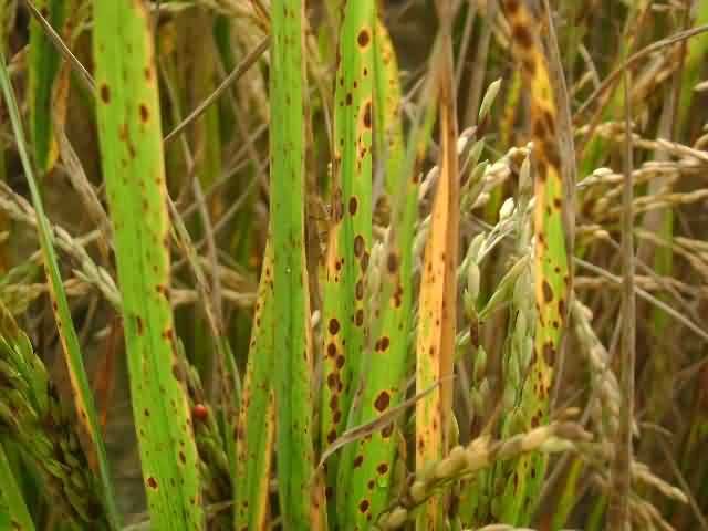 पुष्पन अवस्था में धान की फसल और हो रहा कीटों का प्रभाव