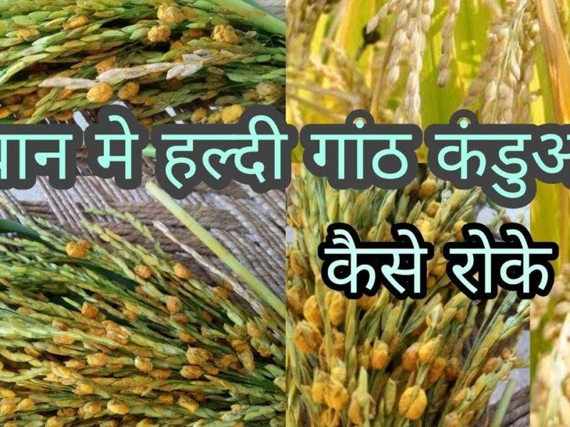 धान में आभासी कंडवा