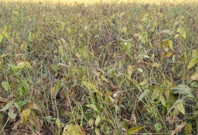 इस राज्य में कीट व्याधि से प्रभावित किसानों को हर हालत में मिलेगी पूरी सहायता