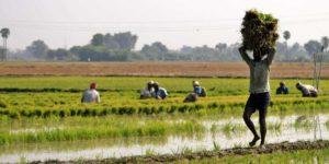 Scheduled Caste/Tribe Farmers In UP